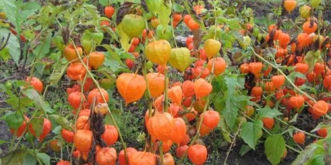 Fizalis: voće ili povrće, kako uzgajati